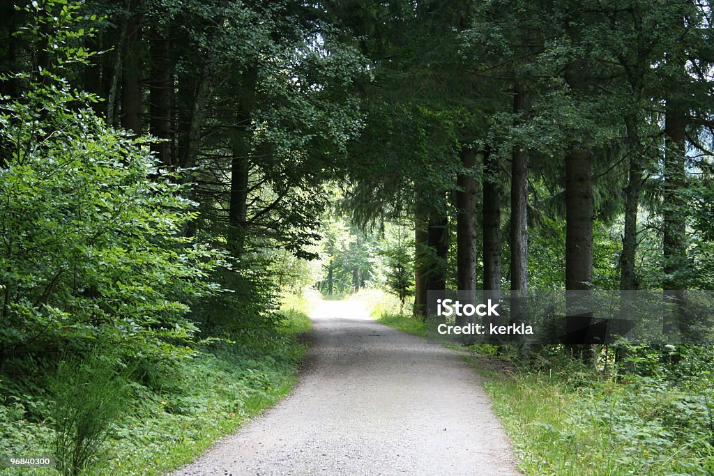Fußgängerweg in Wald - Lizenzfrei Baum Stock-Foto