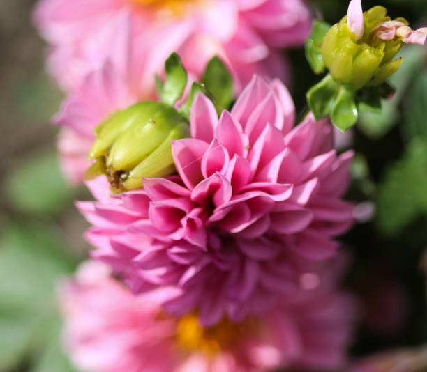 ダリアの庭 dahlstar サンセット ピンク花 - flower arrangement wildflower bouquet dahlia ストックフォトと画像