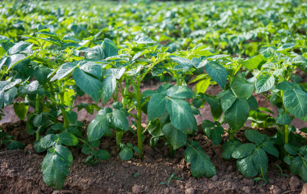 istock potato plant in farm. 968404476