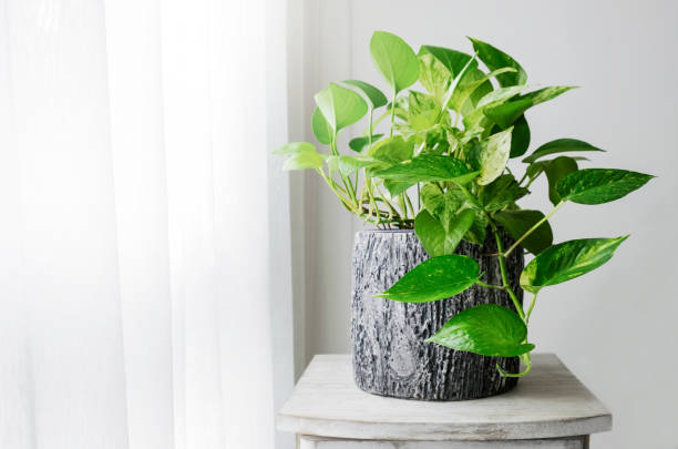 golden pothos or epipremnum aureum at window in the bedroom home and garden - water plant fotos imagens e fotografias de stock