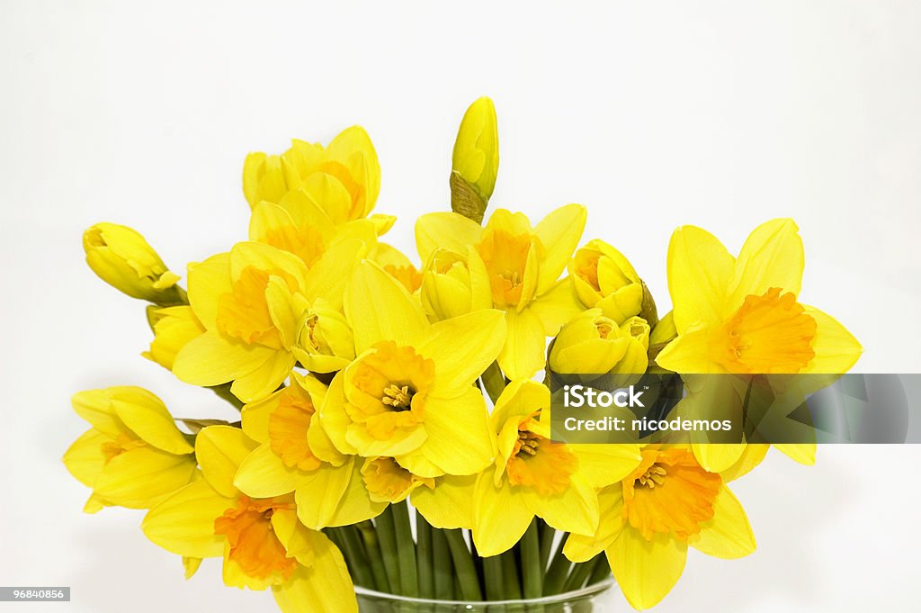 Bouquet of Daffodils Bouquet of Yellow Spring Flowers. White Background. Daffodil Stock Photo