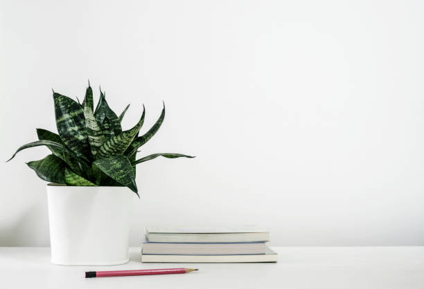 Sansevieria trifasciata or Snake plant in pot and book with pencil on the white wooden table home decor Sansevieria trifasciata or Snake plant in pot and book with pencil on the white wooden table home decor sanseveria trifasciata photos stock pictures, royalty-free photos & images