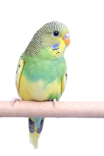 Yellow-green male budgie close up against white background - diagonal composition