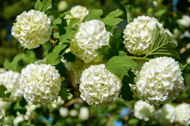 istock The blossoming guelder-rose in a spring garden 968411766