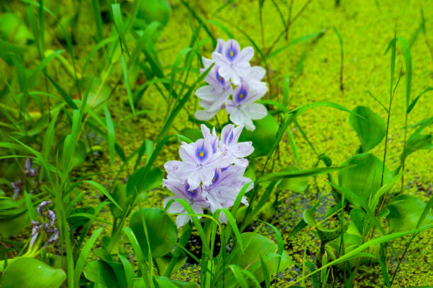 istock Flowers of water hyacinth 968416948