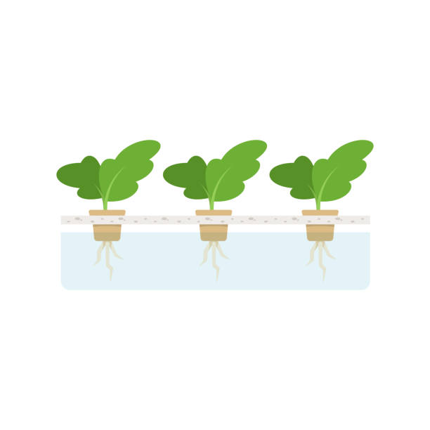 Hydroponics Vector 330+ Hydroponic Plant System Stock Illustrations, Royalty-Free Vector ...