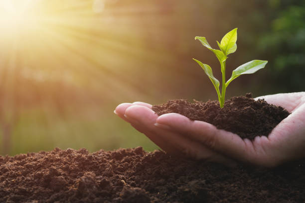 closeup hand of person holding abundance soil with young plant in hand   for agriculture or planting peach nature concept. closeup hand of person holding abundance soil with young plant in hand   for agriculture or planting peach nature concept. soil health stock pictures, royalty-free photos & images