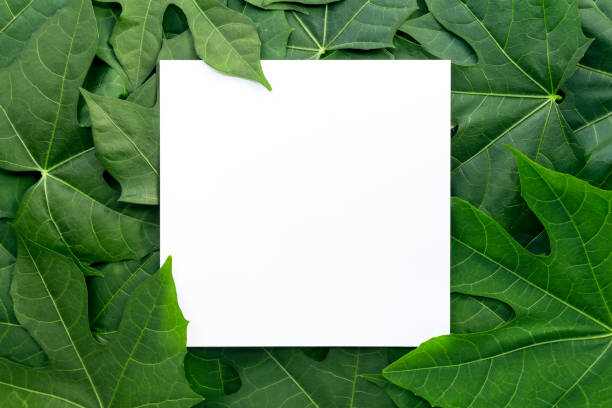 istock Paper mock up white card on a chaya leaves or Mexican spinach. Creative layout with nature concept. 968428612
