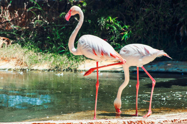 istock group of flamingos 968428658