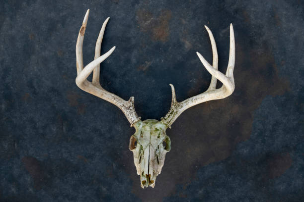 istock White-Tailed Deer Buck Skull on a Black Metal Background 968432672