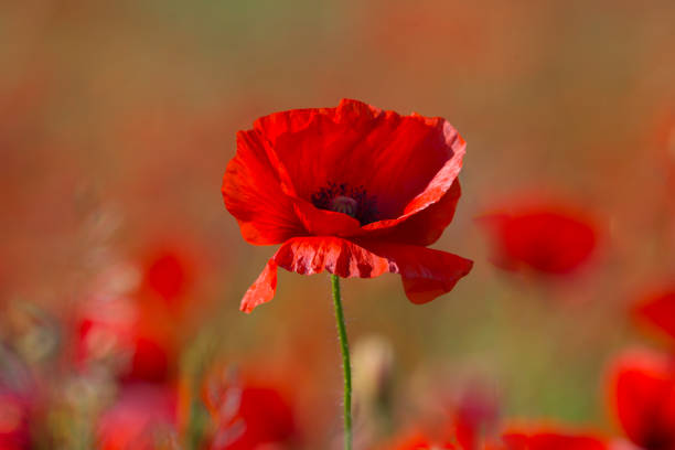 poppy flower or papaver rhoeas poppy with the light - poppy field imagens e fotografias de stock