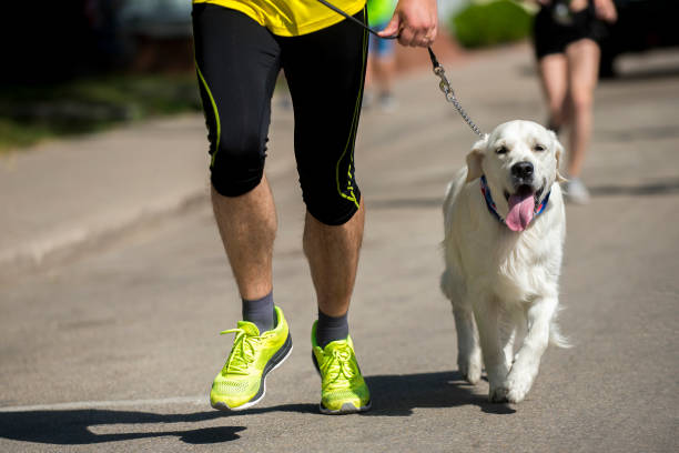 istock Unrecognizable runner and a dog at the city race 968432802