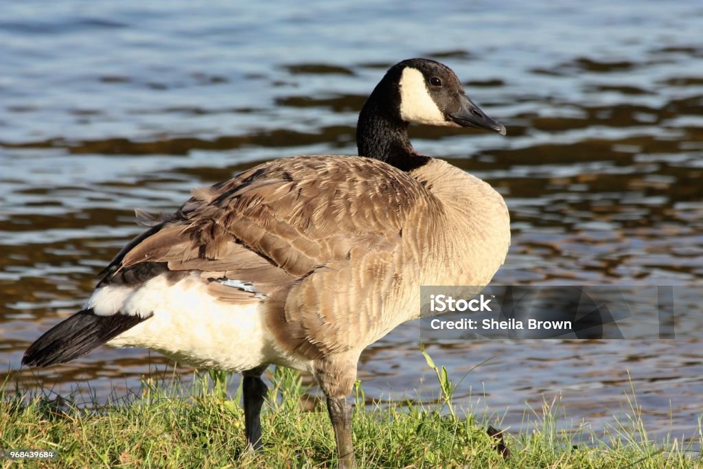 Canada Goose At Waters Edge Close-up of a Canada goose as he stands in the green grass at the edge of a blue lake. Animal Stock Photo