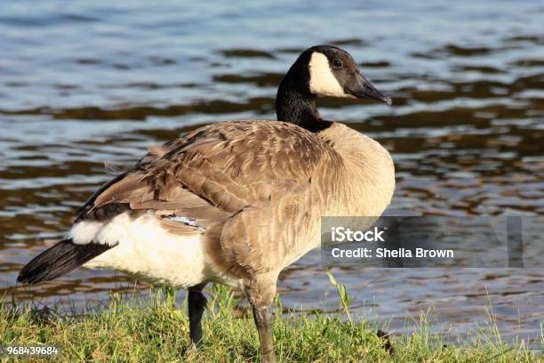 Canada Goose At Waters Edge Stock Photo - Download Image Now - Animal, Animal Wildlife, Animals In The Wild