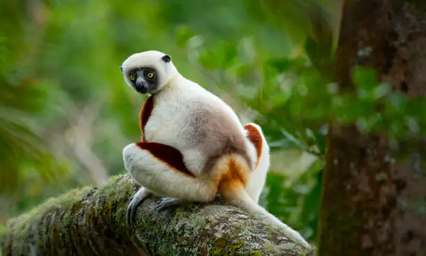 Coquerel's sifaka medium-sized lemur in rain forest trees Madagascar