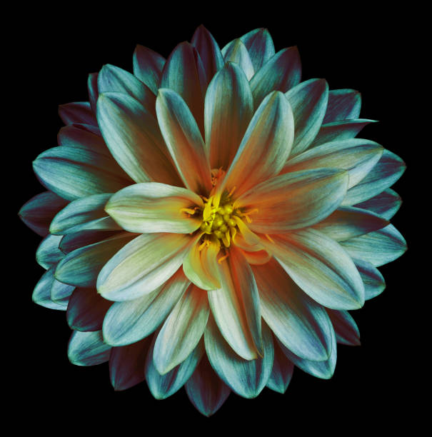 istock Chrysanthemum flower turquoise-blue-pink  on the black isolated background with clipping path  no shadows.  Closeup.   For design.   Nature. 968444754