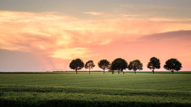 sonnenuntergang von weizenfeld in ile de france - île de stock-fotos und bilder