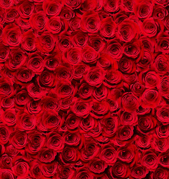 istock flower rose petal blossom red nature beautiful background 968458652