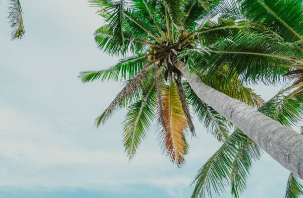 istock Beautiful nature sea summer background 968463164