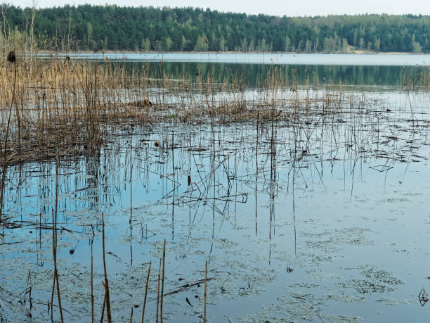 istock Reedy forest lake for fishing 968463252