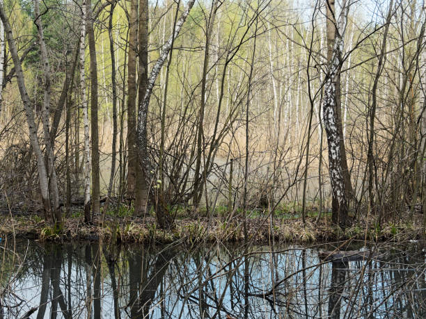 istock Reedy forest lake for fishing 968463262