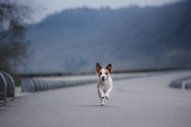 istock the dog jack russell is running along the road 968464010