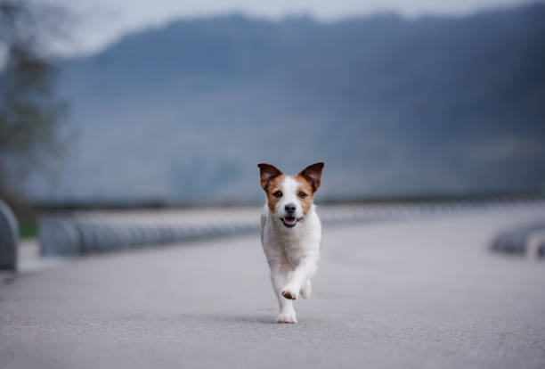 istock the dog jack russell is running along the road 968465370