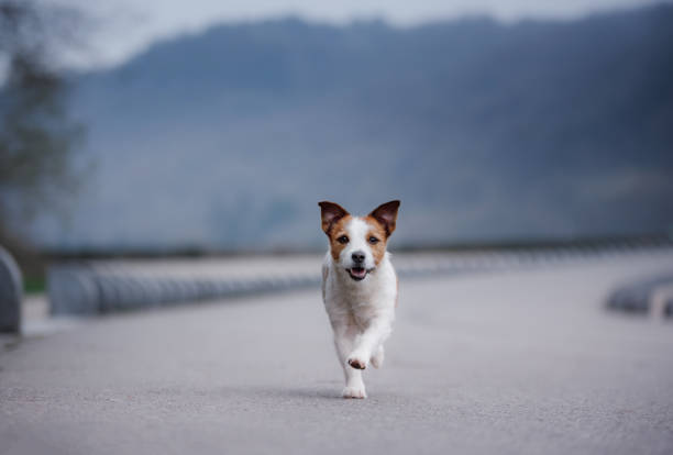 the dog jack russell is running along the road - terrier jack russell imagens e fotografias de stock
