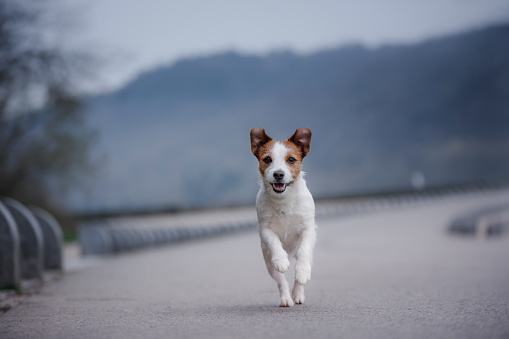 the dog jack russell is running along the road. Pet outside