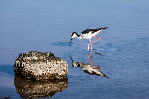 Black-necked Stilt, Fishing, Santa Cruz Island, Galapagos