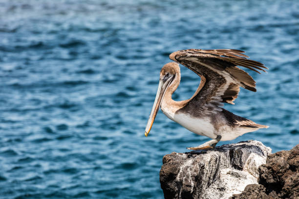 pelican, galapagos islands - pelican landing imagens e fotografias de stock