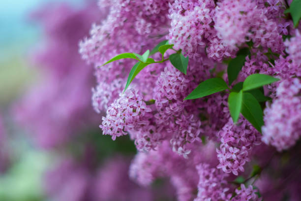 istock Blossoming purple lilacs in the spring. Selective soft focus, shallow depth of field. Blurred image, spring background. 968466724