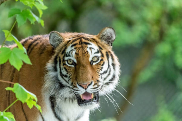 istock Siberian Tiger in wilderness on green backgroung 968467182