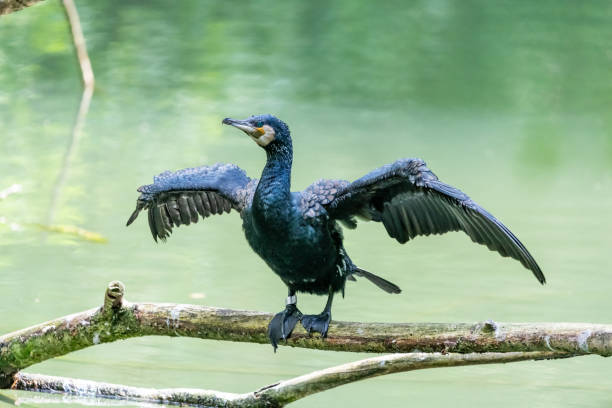 istock Cormoran sitting on a piece of wood looking for fish 968467234