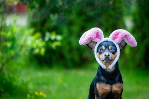 istock Dog with rabbit ears, theme of masquerade, Easter. Natural green background, space for text 968469472