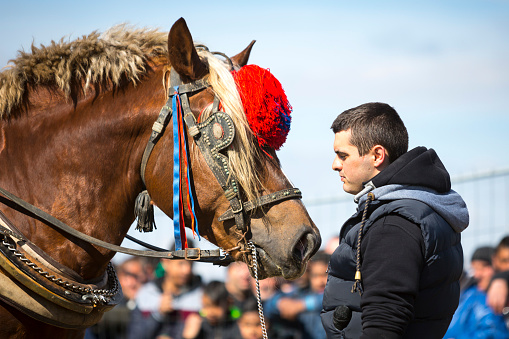 Sofia, Bulgaria - 3 March, 2017: Horses and their owners participate in a heavy pull tournament. The animals has to pull a load of hundreds of kilograms on a 30 m. track.