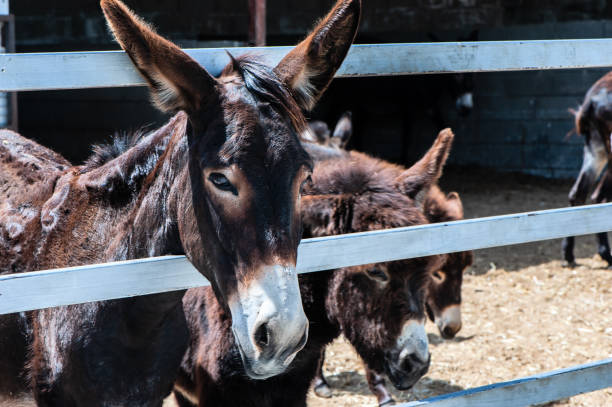 istock Funny Donkeys in the pen 968470808