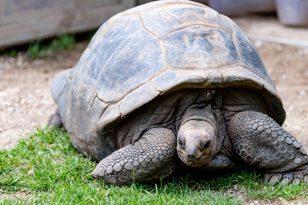 istock galapagos turtoise in her normal natural environment 968472878