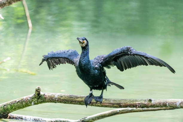 istock Cormoran sitting on a piece of wood looking for fish 968475626
