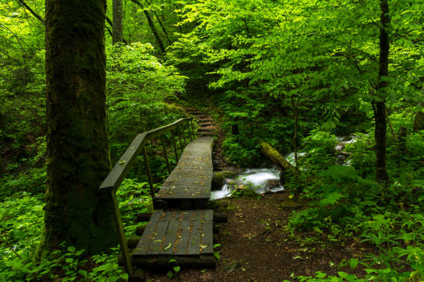 istock Mountains To Sea Trail 968475774