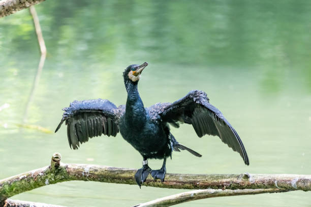 istock Cormoran sitting on a piece of wood looking for fish 968475998