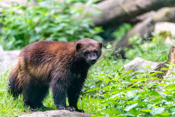 istock Brown wolverine outside on green background 968476146