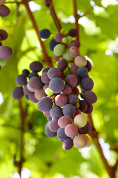 istock A bunch of grapes grows on a branch on a blurred green foliage background. 968476378