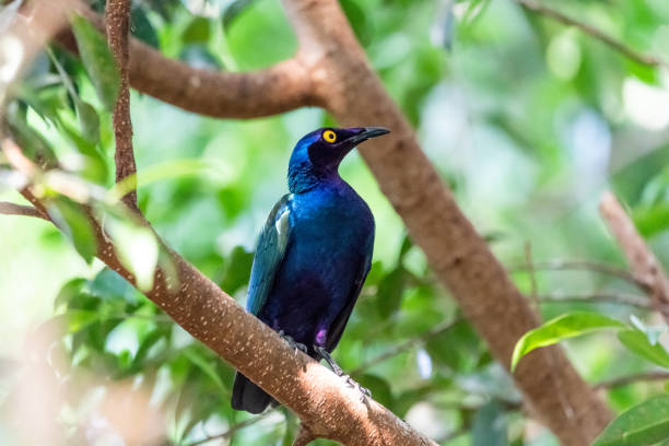 istock purple glossy starling sitting in a green tree 968476456