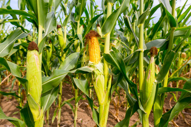 緑熟したトウモロコシ畑の新鮮な cob - corn crop corn genetic modification crop ストックフォトと画像