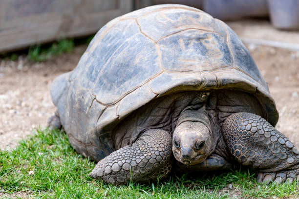 istock galapagos turtoise in her normal natural environment 968478848