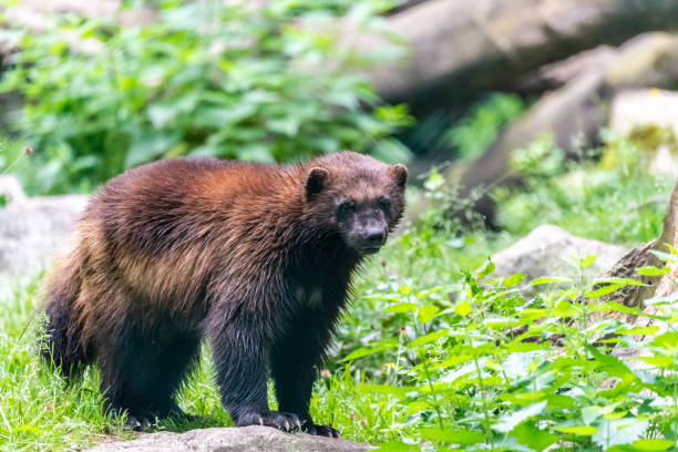 istock Brown wolverine outside on green background 968479022