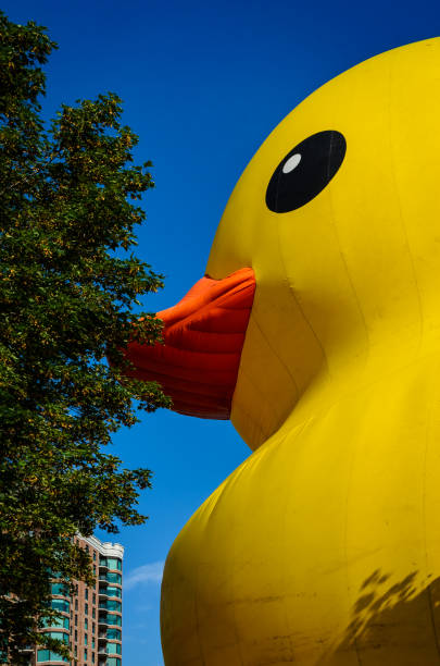 istock Large Yellow Rubber Duck with blue sky, tree and apartment building in the background. 968479046