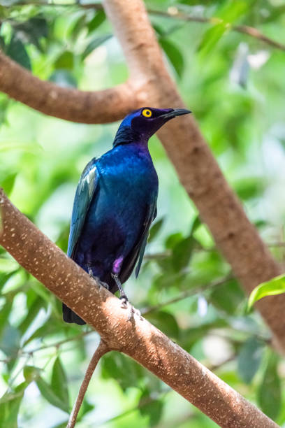 istock purple glossy starling sitting in a green tree 968479900