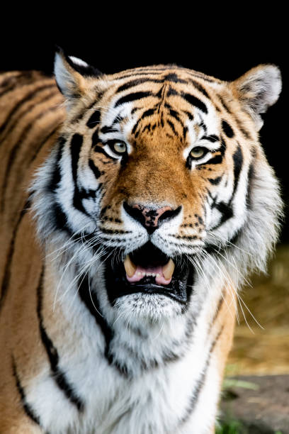 istock Siberian Tiger in wilderness on green backgroung 968479936
